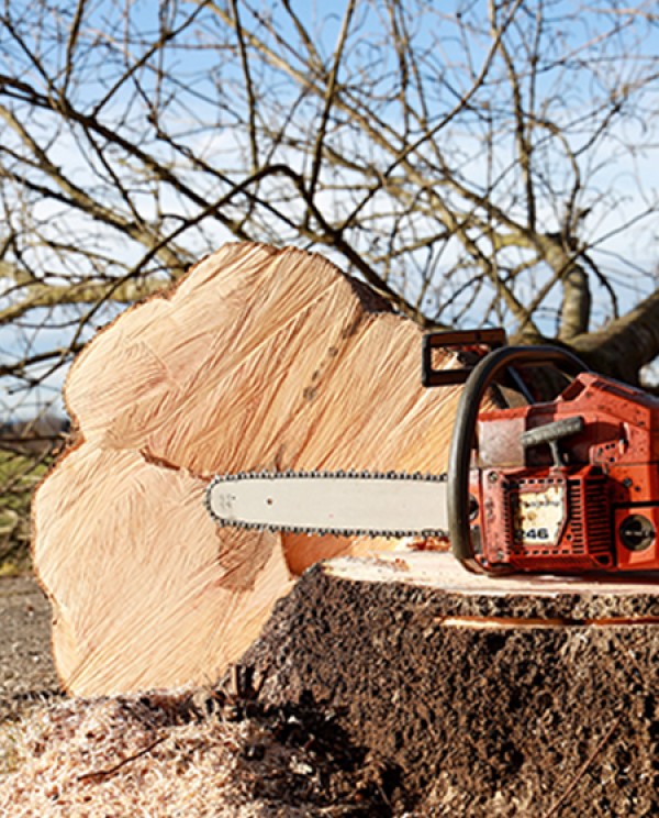 Arbre dangereux ou menaçant ? Sécurisez votre propriété en Isère avec Pro Élagage 38