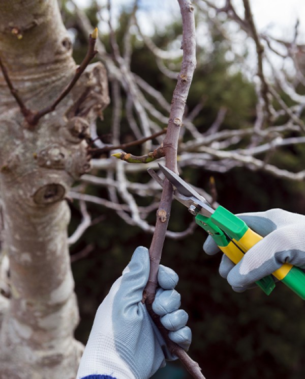 Préparer votre Jardin pour la Saison : Tout savoir sur l'Élagage avec Pro Élagage